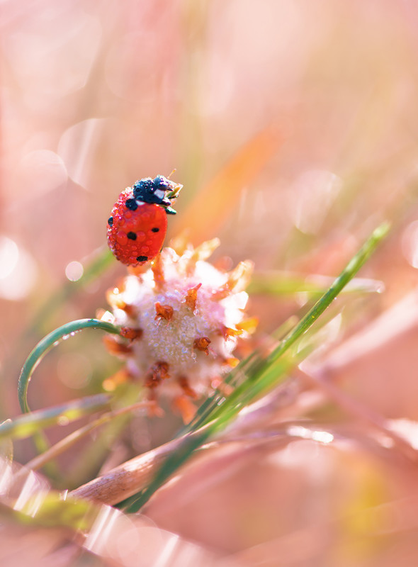 COCCINELLE 2