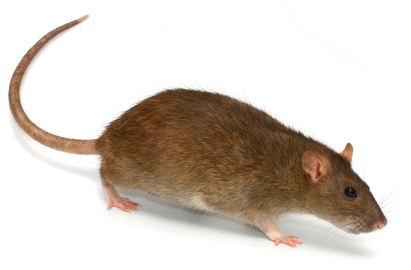 RAT