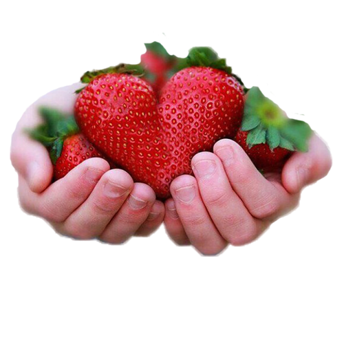 LES FRAISES