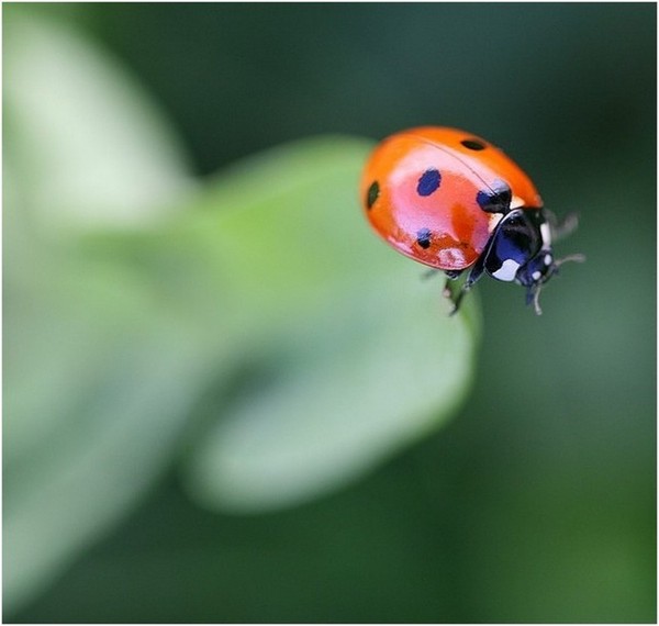 COCCINELLE