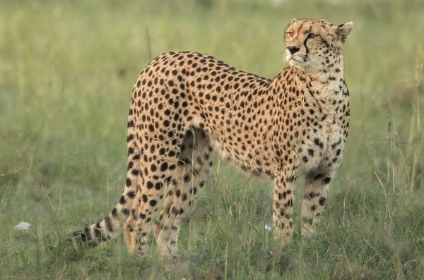 GUEPARD