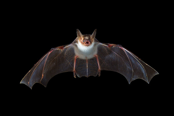 CHAUVE SOURIS