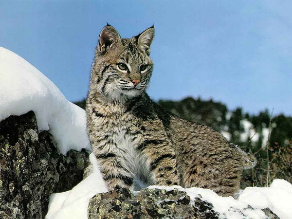 LYNX