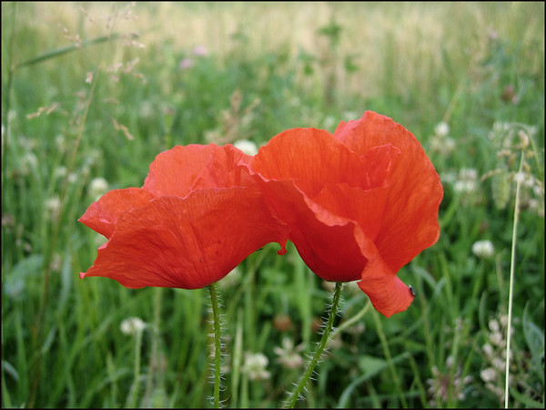 COQUELICOTS