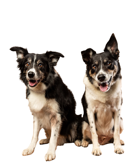CHIEN 5