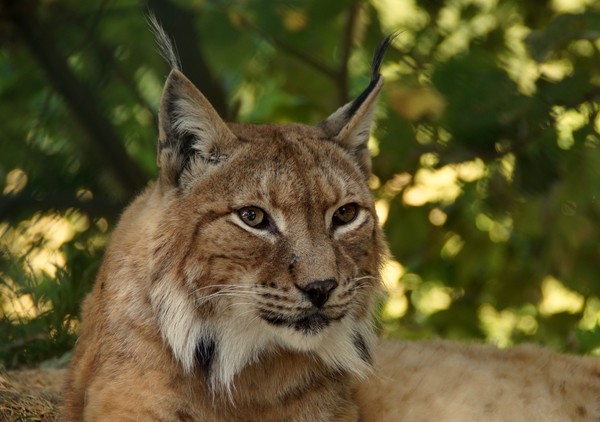 LYNX