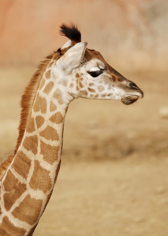 GIRAFE