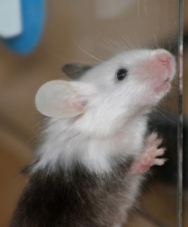 RAT SOURIS HAMSTER... 2