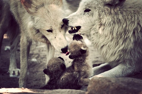 LOUPS