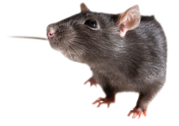 RAT 2