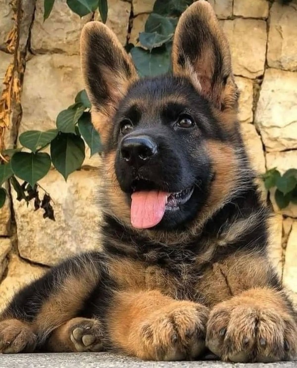 CHIEN 5