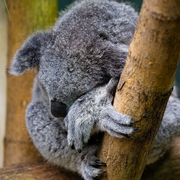 KOALA