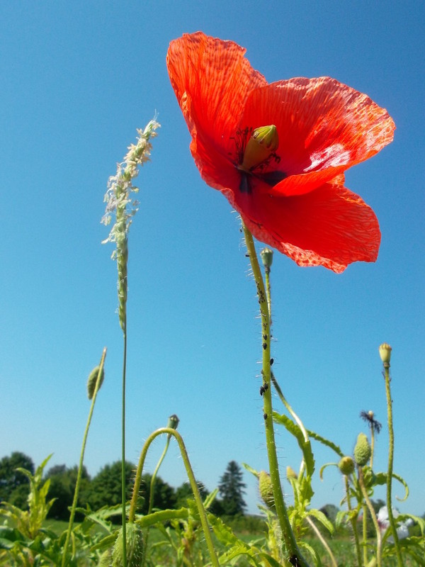 COQUELICOT