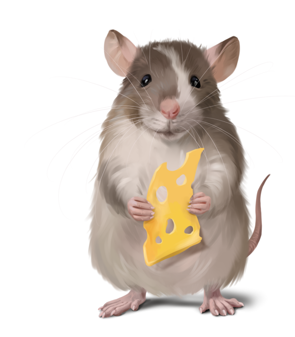 SOURIS RAT HAMSTER... 2