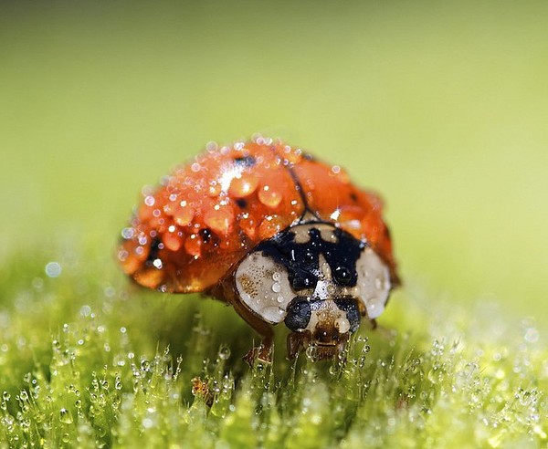 COCCINELLE