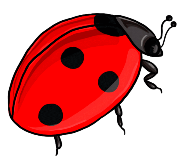 COCCINELLE