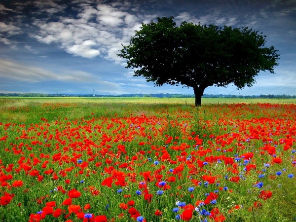 COQUELICOTS