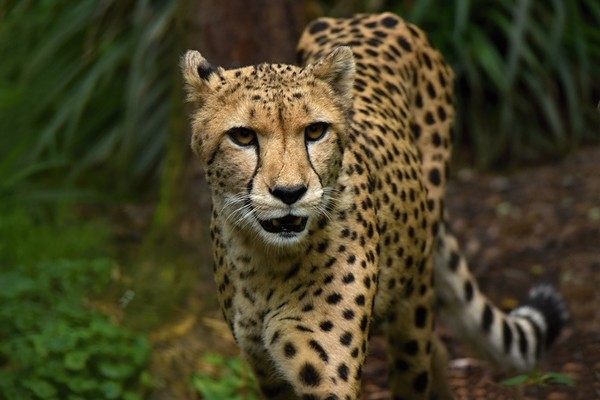 GUEPARD