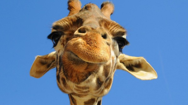 GIRAFE