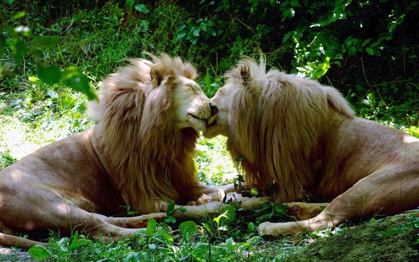 LIONS