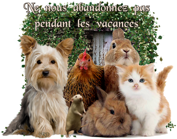 CET ETE PARTEZ AVEC VOS ANIMAUX !