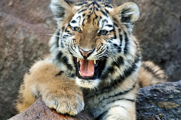 TIGRE