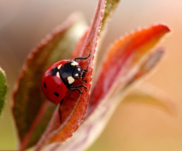 COCCINELLE