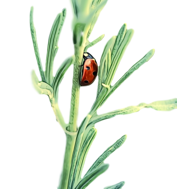 COCCINELLE 3