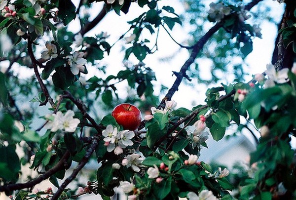 LA POMME