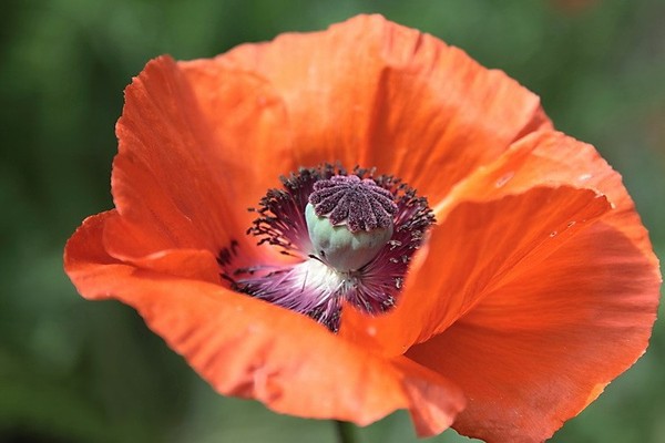 COQUELICOT