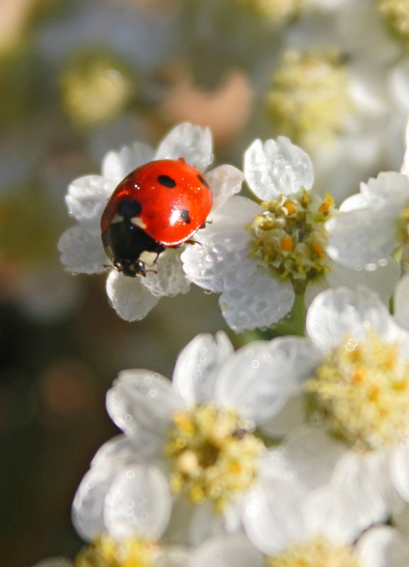 COCCINELLE