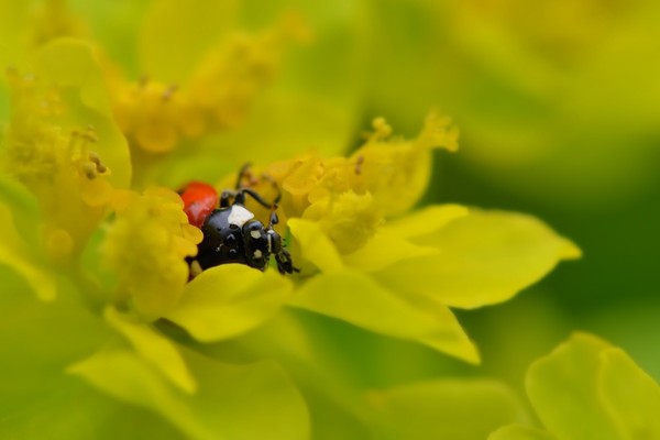 COCCINELLE