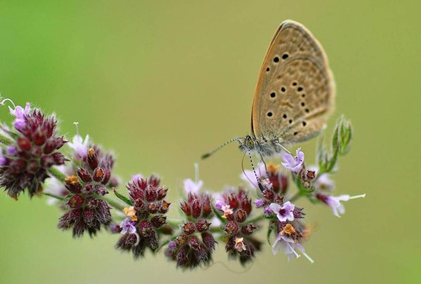 PAPILLON