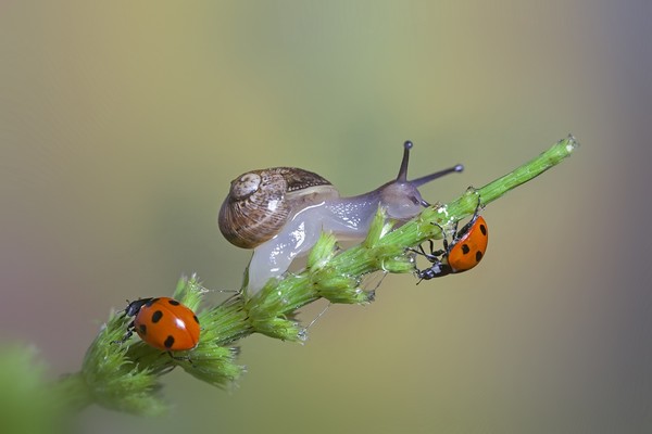 COCCINELLES