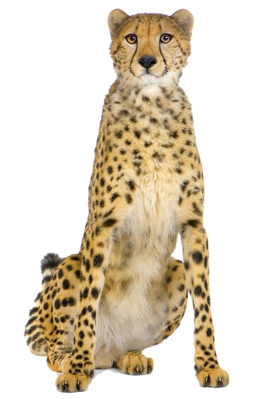 GUEPARD