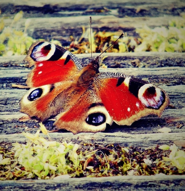 PAPILLON