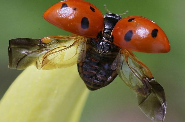 COCCINELLE 3