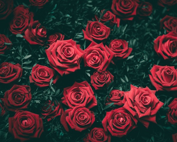 ROSES 2