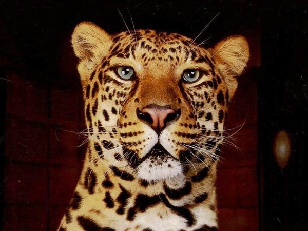 LEOPARD