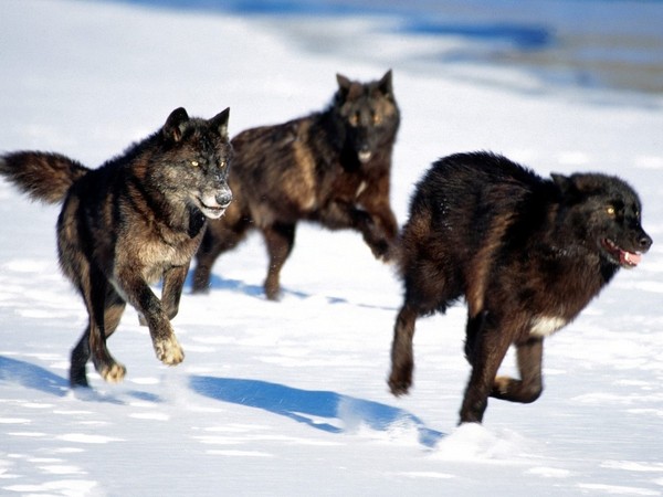 LOUPS