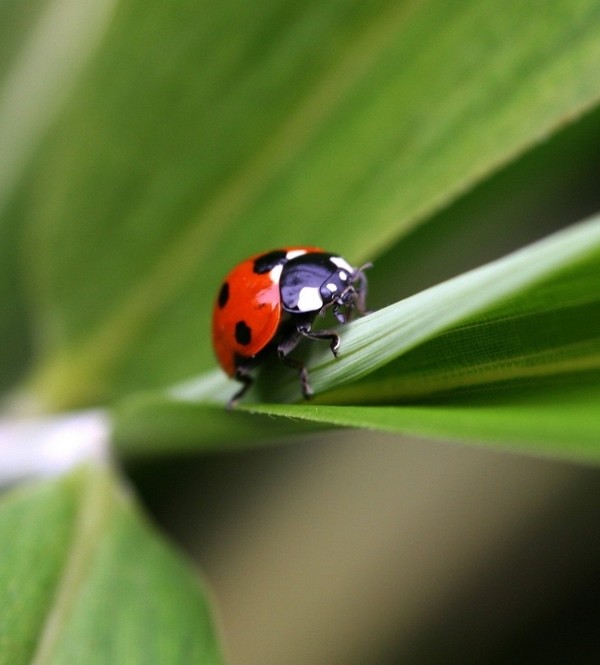 COCCINELLE