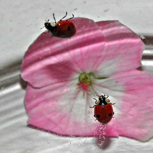 COCCINELLES 2