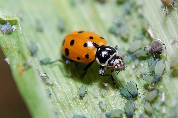 COCCINELLE