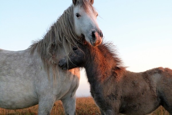 CHEVAUX 2