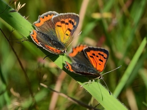 PAPILLONS