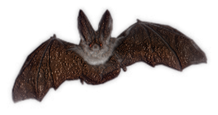 TUBE HALLOWEEN CHAUVE SOURIS