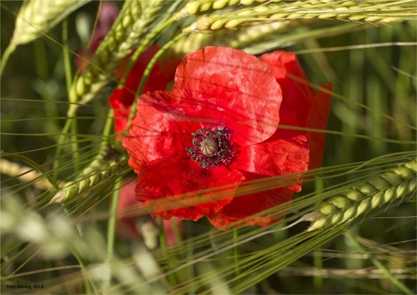 COQUELICOT