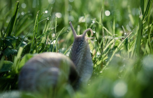 ESCARGOT