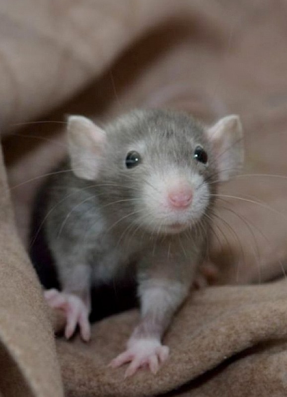 RAT