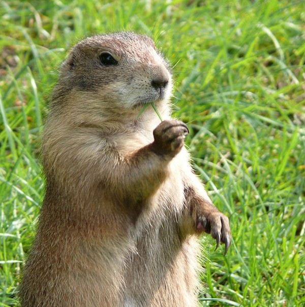 MARMOTTE